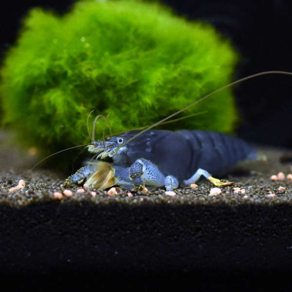 Blaue Monsterfächergarnele, Atya gabonensis